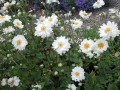 Anemone_x_hybrida_Whirlwind_.jpg