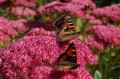 butterflysedum.jpg