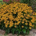 rudbeckia-little-gold-star.jpg