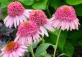echinacea butterfly kisses 2.jpg