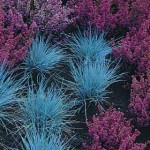NIEBIESKA TRAWA - KOSTRZEWA SINA Blue select