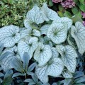 brunnera alexander's great 2.jpg