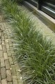 carex morrowii variegata.jpg