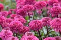 echinacea-blackberry-truffle3.jpg