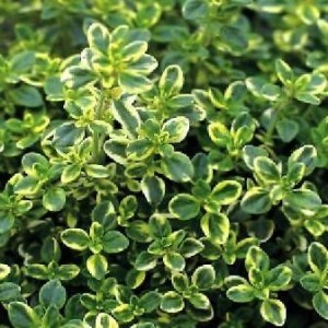Macierzanka Variegata Piękny kolor i zapach