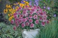 echinacea butterfly kisses 6.jpg