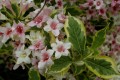 Weigela_variegata..jpg