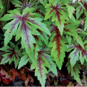 TIARELLA ‘Sylvan Lace’   Dekoracyjna Bylina do Cienia i Półcienia