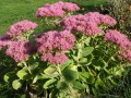 Sedum_spectabilum_.jpg