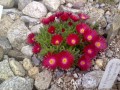 Delosperma.jpg