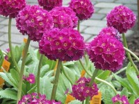 PIERWIOSNEK ZĄBKOWANY Deep Rose Primula