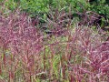 Miscanthus-sinensis-ferner-osten-.jpg