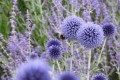 echinops ritro.jpg