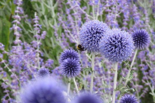 echinops ritro.jpg