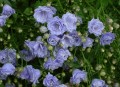 campanula 1.jpg