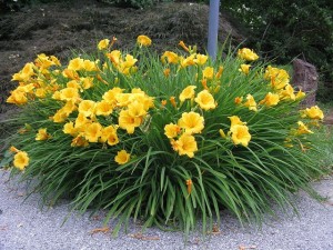 Liliowiec Ogrodowy 'Stella d'Oro' – Złotożółte Kwiaty, Długie Kwitnienie | Sadzonki w Doniczce 0,5L
