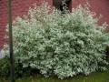 Cornus alba 'Elegantissima'.jpg