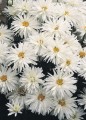 Jastrun Crazy Daisy.jpg