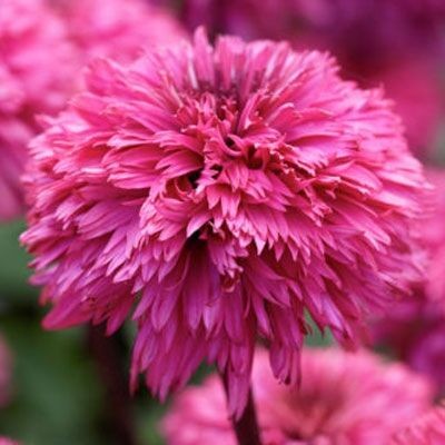JEŻÓWKA ECHINACEA Blackberry Truffle 