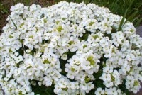 Gęsiówka Kaukaska Little Treasure White