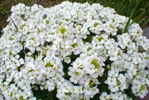 Gęsiówka Kaukaska Little Treasure White