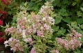 Weigela 'Nana Variegata'.jpg