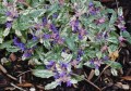 ajuga sparkler 3.jpg