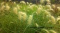 Rozplenica Pennisetum Zielone ogrody.jpg