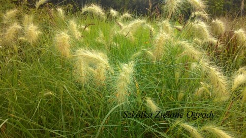 Rozplenica Pennisetum Zielone ogrody.jpg