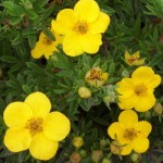 PIECIORNIK ŻÓŁTY Potentilla fruticosa