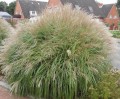 MISKANT YAKA DANCE - Miscanthus sinensis 'Yaka Dance'.jpg
