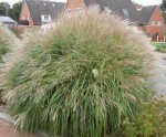 MISKANT YAKA DANCE - Miscanthus sinensis 'Yaka Dance'