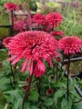 echinacea blackberry truffle _.jpg