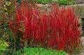 imperata cylindrica trawa czerwona.jpg