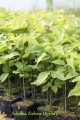 Catalpa.jpg