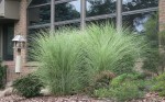 MISKANT GRACILLIMUS - Miscanthus Gracillimus