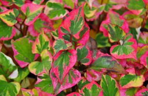 Houtunia CAMELEON TUŁACZ PSTRY! Egzotyka Pstrolistka