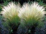 OSTNICA CIENIUTKA Stipa tenuissima Pony Tails Trawa do głaskania !