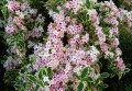 Weigela.jpg