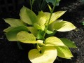 hosta golden waffles.jpg