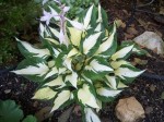 HOSTA FIRE & ICE Funkia Ogień i lód 
