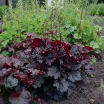 ŻURAWKA  PALACE PURPLE Heuchera 