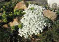 ArabisAlpina050415.jpg