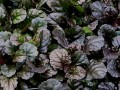 ajuga-black-scallop.jpg