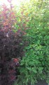 Cornus alba 'Elegantissima' nasze sadzonki.jpg