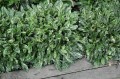 ajuga sparkler.jpg