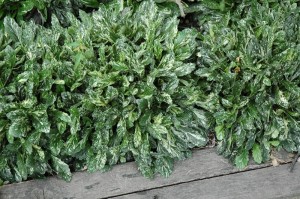 Dąbrówka Sparkler - Ajuga reptans