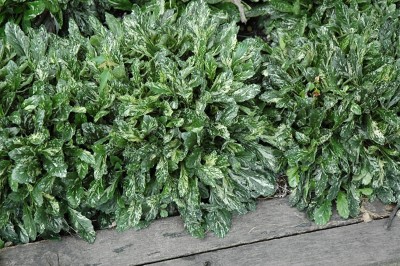 Dąbrówka 'Sparkler' (Ajuga reptans) – ozdobna bylina o pstrych liściach i niebieskich kwiatach