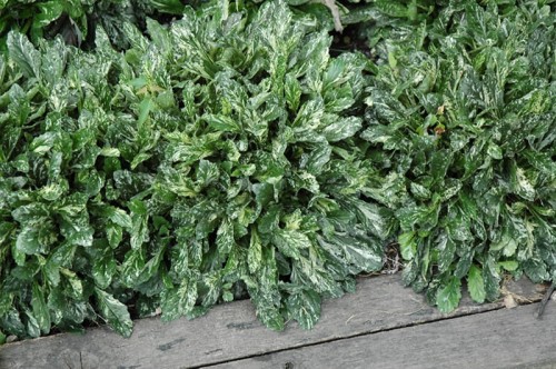 ajuga sparkler.jpg