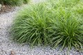 carex_morrowii_variegata 1.jpg